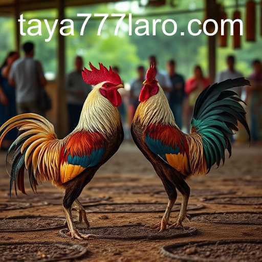 Taya777